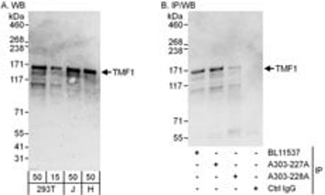 Detection of human TMF1 by western blot and immunoprecipitation.