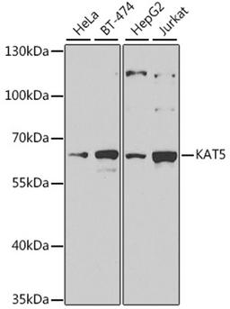 Western blot - KAT5 antibody (A1678)