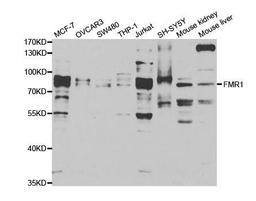 Western blot analysis of extracts of various cell lines using FMR1 antibody