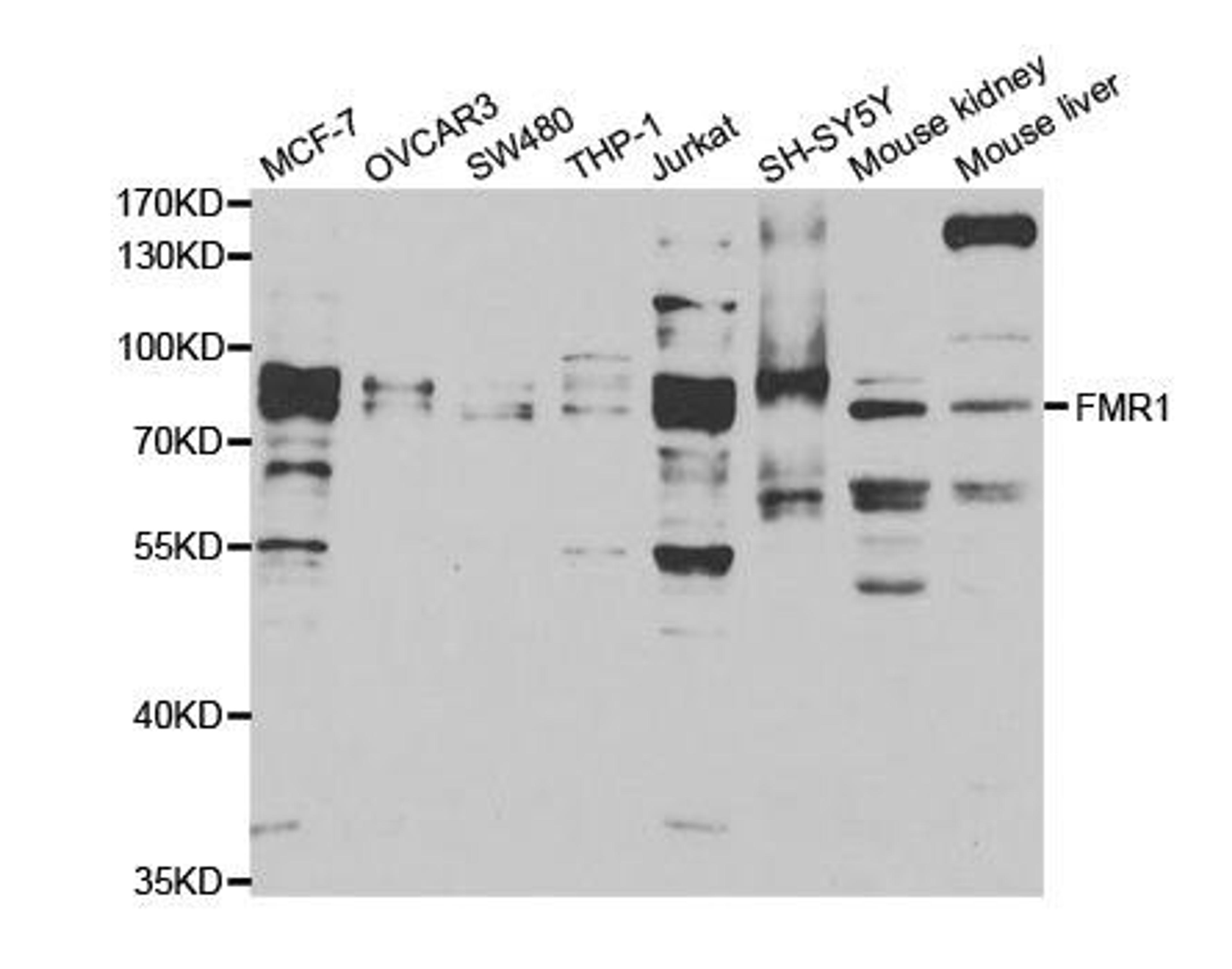 Western blot analysis of extracts of various cell lines using FMR1 antibody