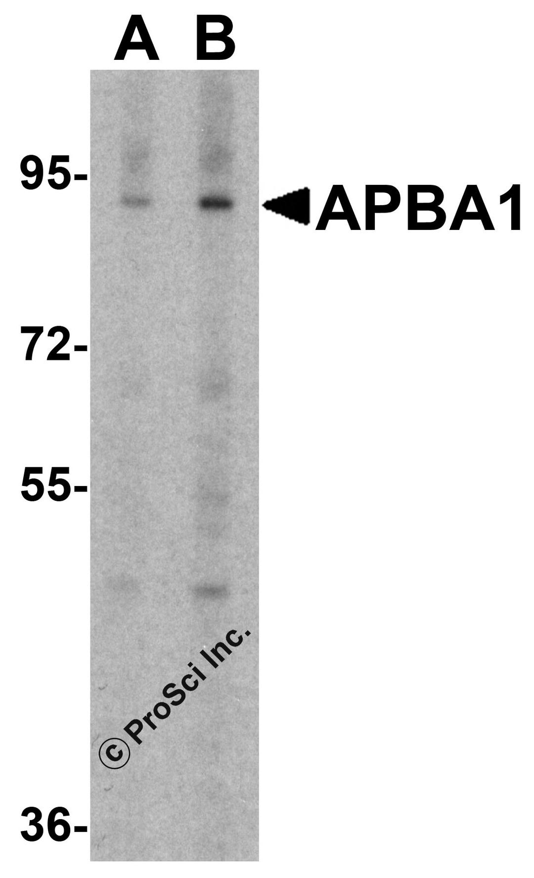 Western blot analysis of APBA1 in rat brain tissue lysate with APBA1 antibody at 0.5 μg/ml in (A) the absence and (B) the presence of blocking peptide.