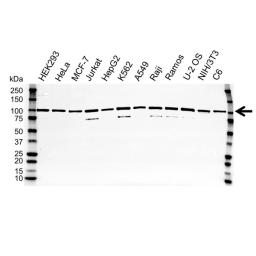 Western blot analysis of whole cell lysates probed with TRAP2 antibody