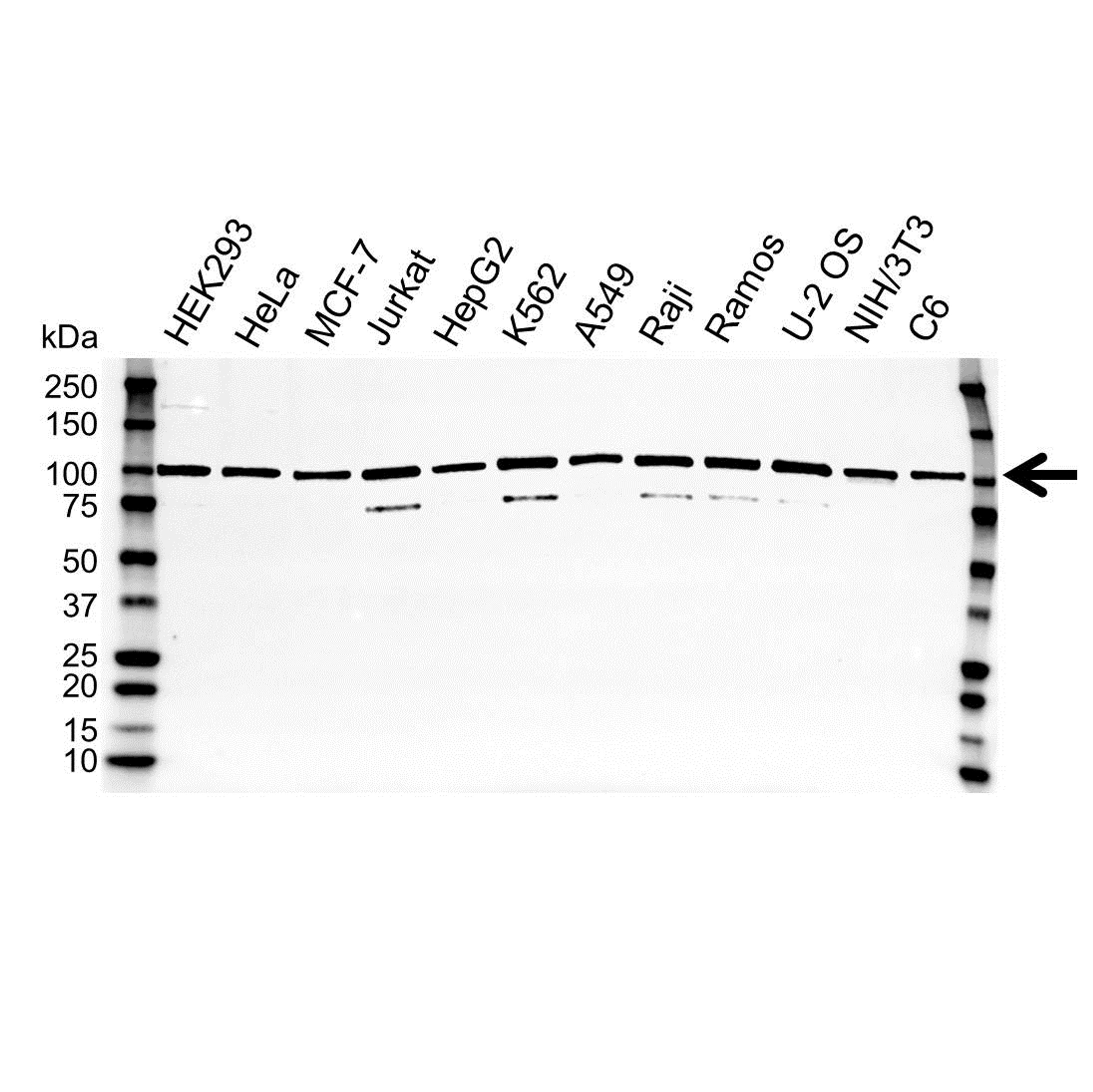 Western blot analysis of whole cell lysates probed with TRAP2 antibody