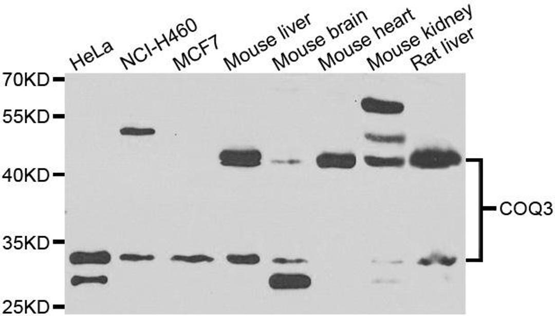 Western blot analysis of extracts of various cell lines using COQ3 antibody