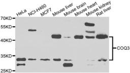 Western blot analysis of extracts of various cell lines using COQ3 antibody