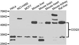 Western blot analysis of extracts of various cell lines using COQ3 antibody