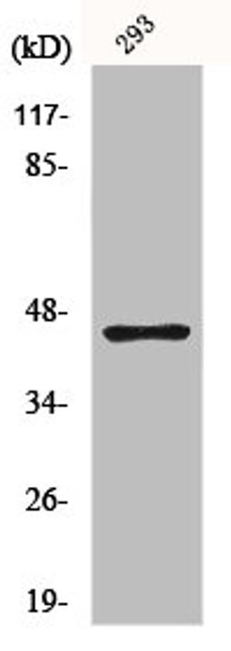 Western Blot analysis of 293 cells using GSK3β Polyclonal Antibody