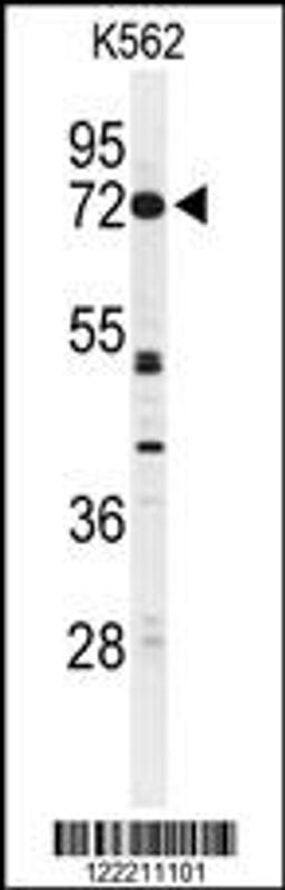 Western blot analysis of CNGA2 Antibody in K562 cell line lysates (35ug/lane)