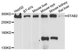 Western blot analysis of extracts of various cells using STAB2 antibody