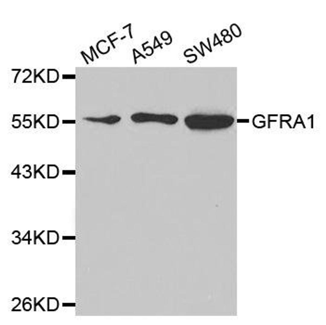 Western blot analysis of extracts of various cell lines using GFRA1 antibody