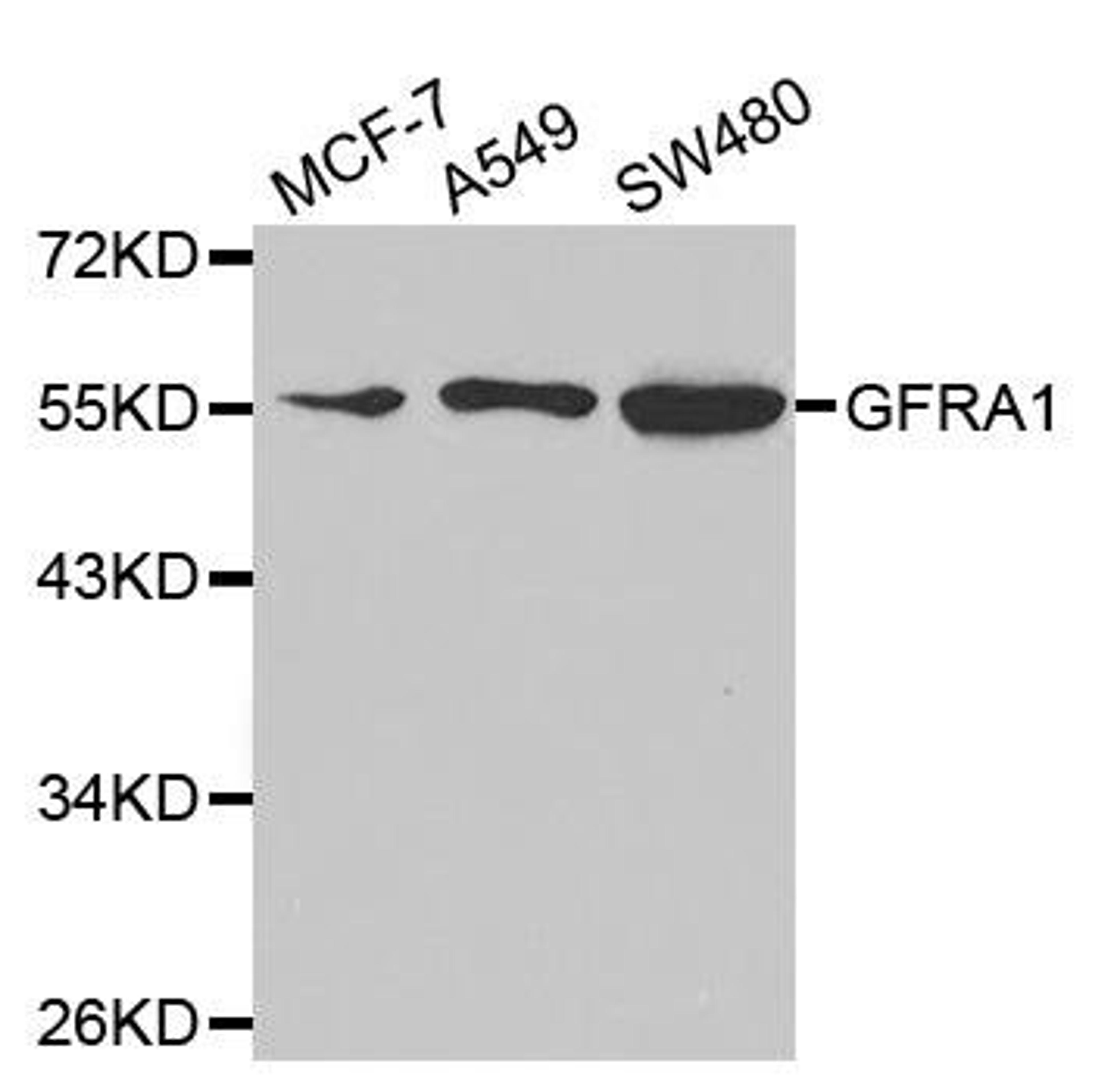 Western blot analysis of extracts of various cell lines using GFRA1 antibody