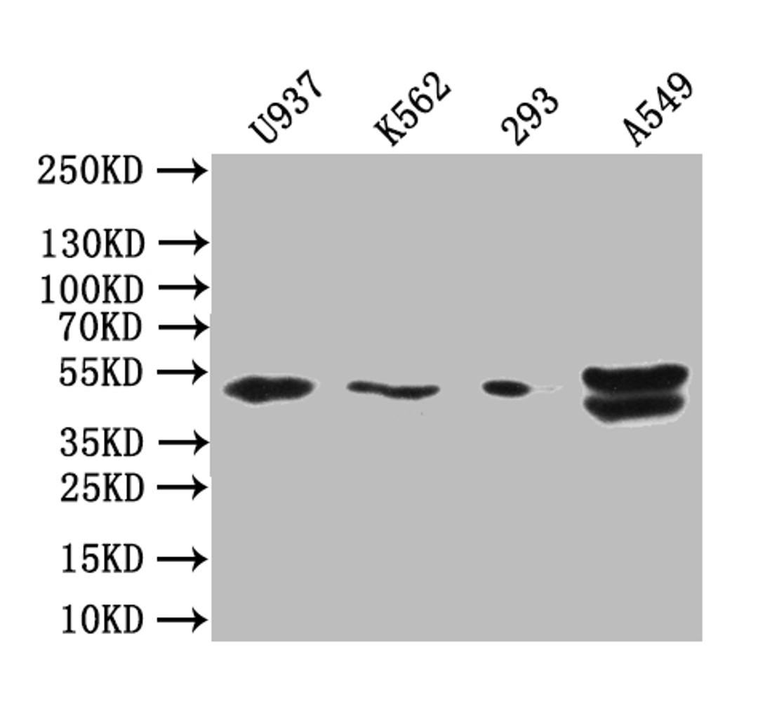 Western blot. All lanes: BTN3A1 antibody at 12µg/ml + Mouse liver tissue. Secondary. Goat polyclonal to rabbit IgG at 1/10000 dilution. Predicted band size: 58, 40, 42, 53 kDa. Observed band size: 58 kDa