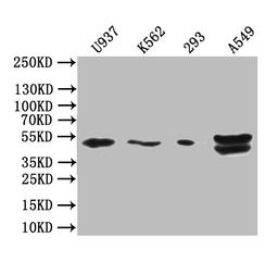 Western blot. All lanes: BTN3A1 antibody at 12µg/ml + Mouse liver tissue. Secondary. Goat polyclonal to rabbit IgG at 1/10000 dilution. Predicted band size: 58, 40, 42, 53 kDa. Observed band size: 58 kDa
