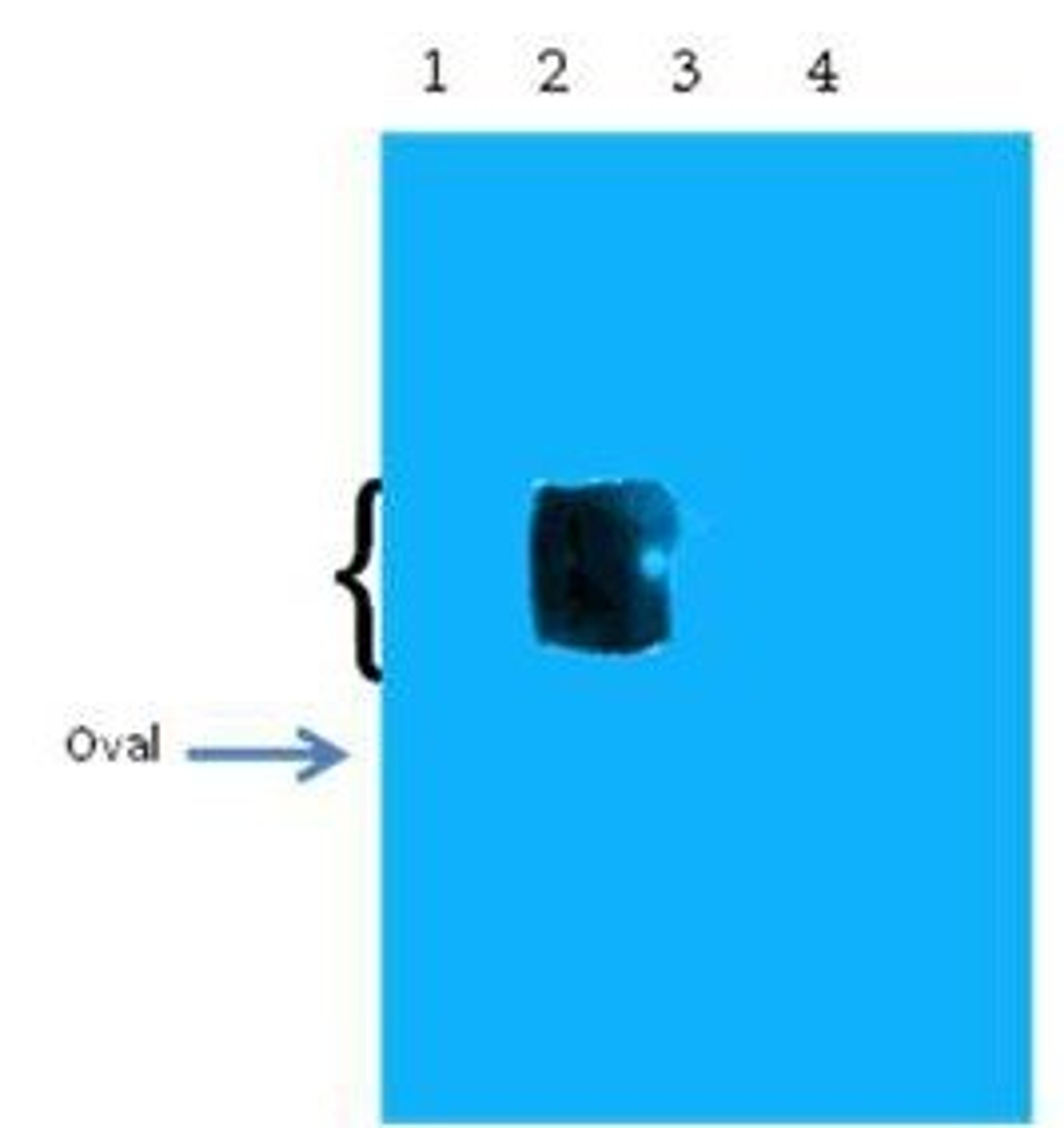 Western blot analysis of Ovalbumin Control (Lane1), beta Amyloid pyro E11 peptide (Lane2), beta Amyloid 11 peptide (Lane3), beta Amyloid pyro E3 peptide (Lane4) Load: 1 ug per lane using Beta Amyloid pyro E11 antibody