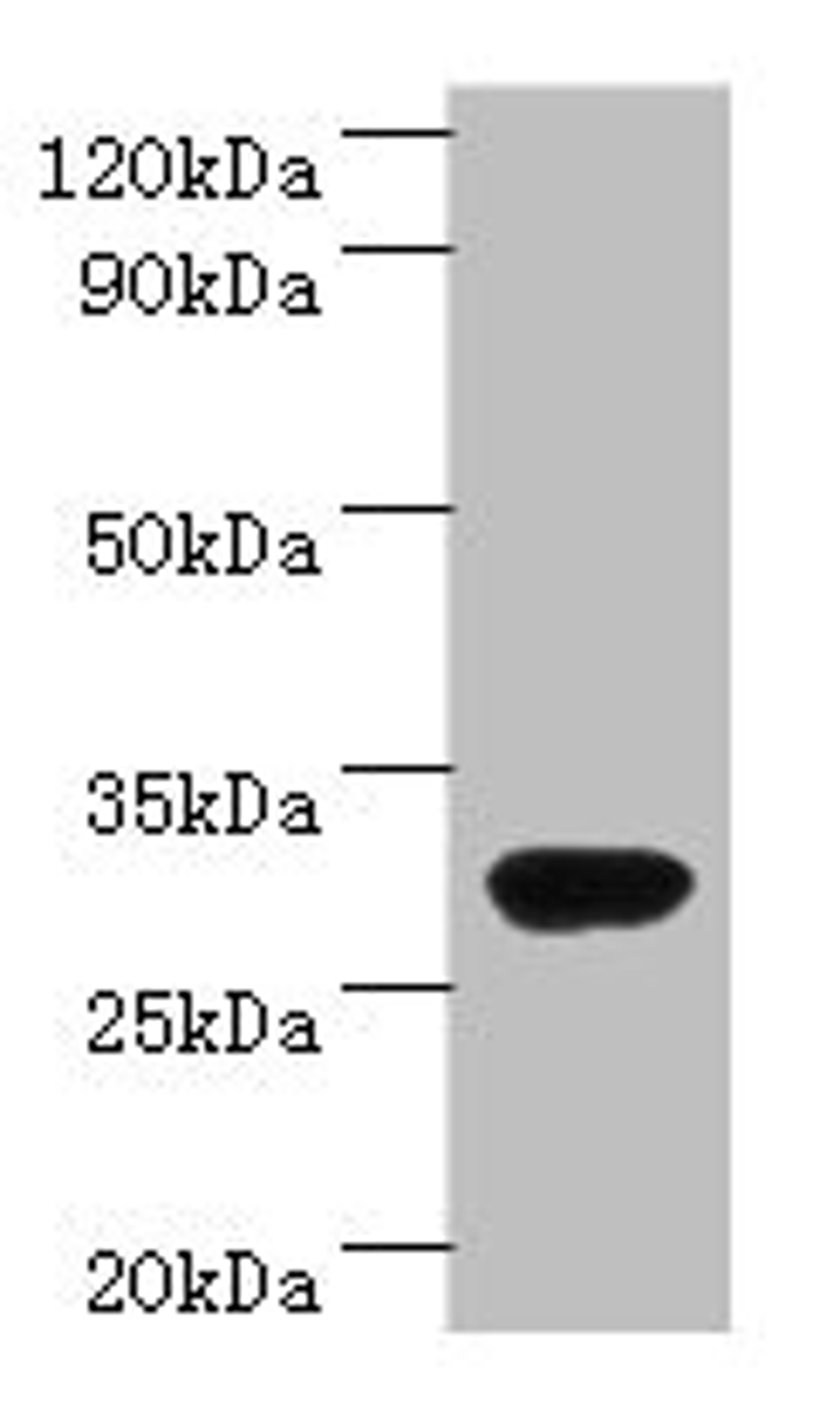Western blot. All lanes: rbsK antibody at 2µg/ml + DH5a whole cell lysate. Secondary. Goat polyclonal to rabbit IgG at 1/10000 dilution. Predicted band size: 33 kDa. Observed band size: 33 kDa