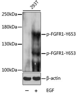 Western blot - Phospho-FGFR1-Y653 pAb (AP0036)