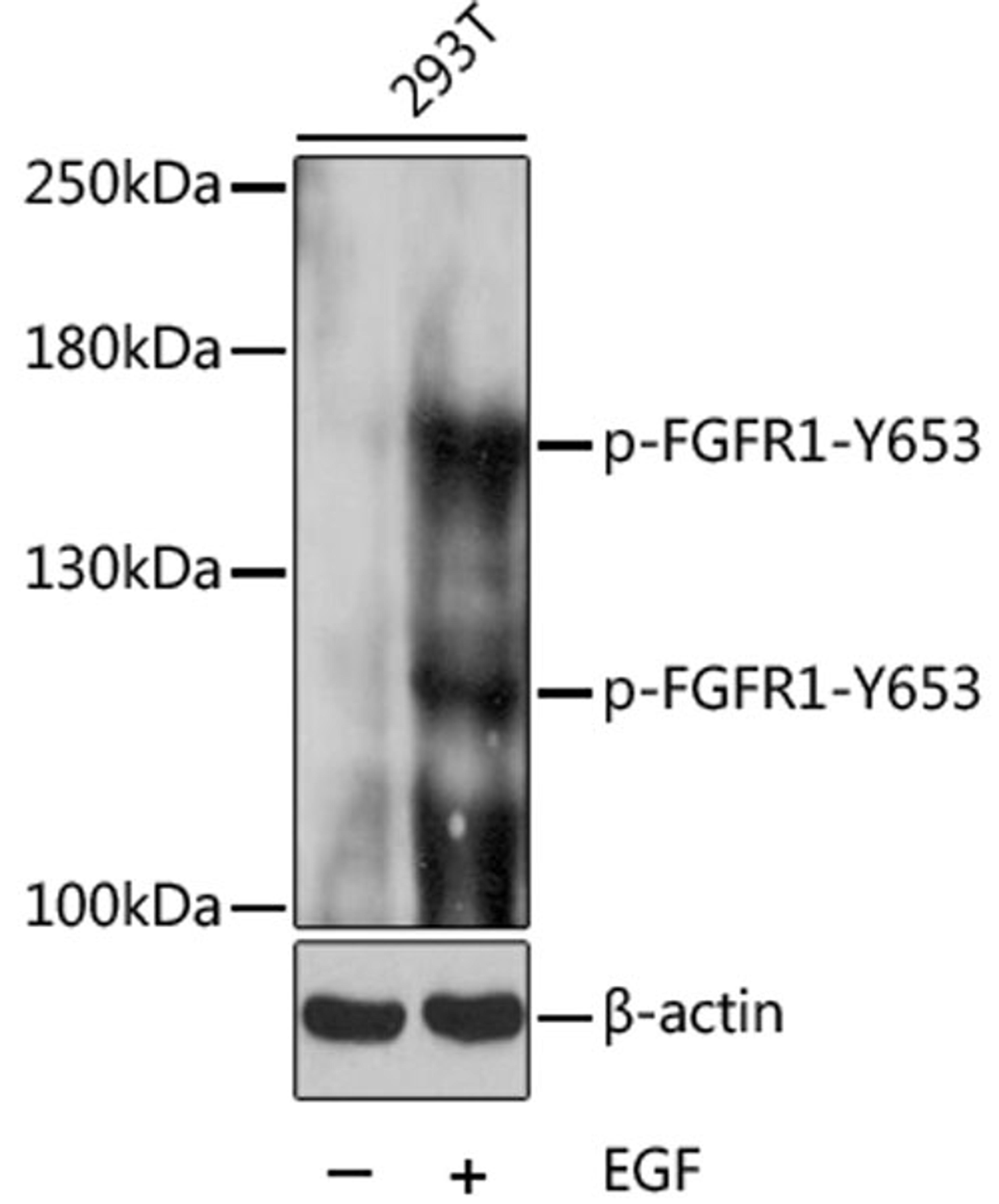 Western blot - Phospho-FGFR1-Y653 pAb (AP0036)