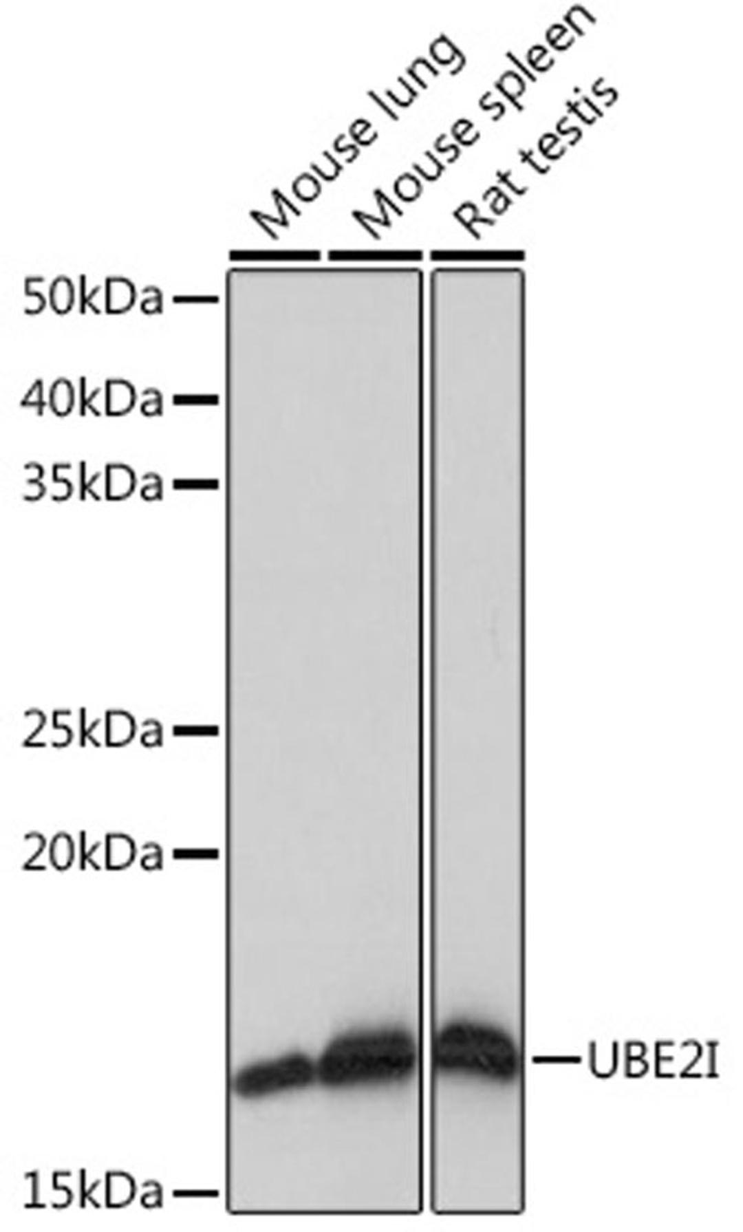 Western blot - UBE2I Rabbit mAb (A4396)