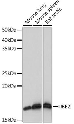 Western blot - UBE2I Rabbit mAb (A4396)