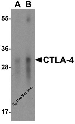 Western blot analysis of CTLA-4 in overexpressing HEK293 cells CTLA-4 antibody at 0.5 and 1 μg/mL.
