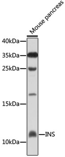 Western blot - INS antibody (A2090)