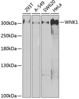 Western blot - WNK1 antibody (A2569)