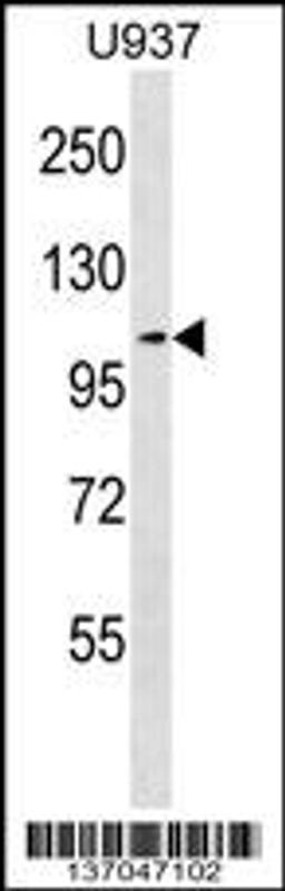 Western blot analysis in U937 cell line lysates (35ug/lane).