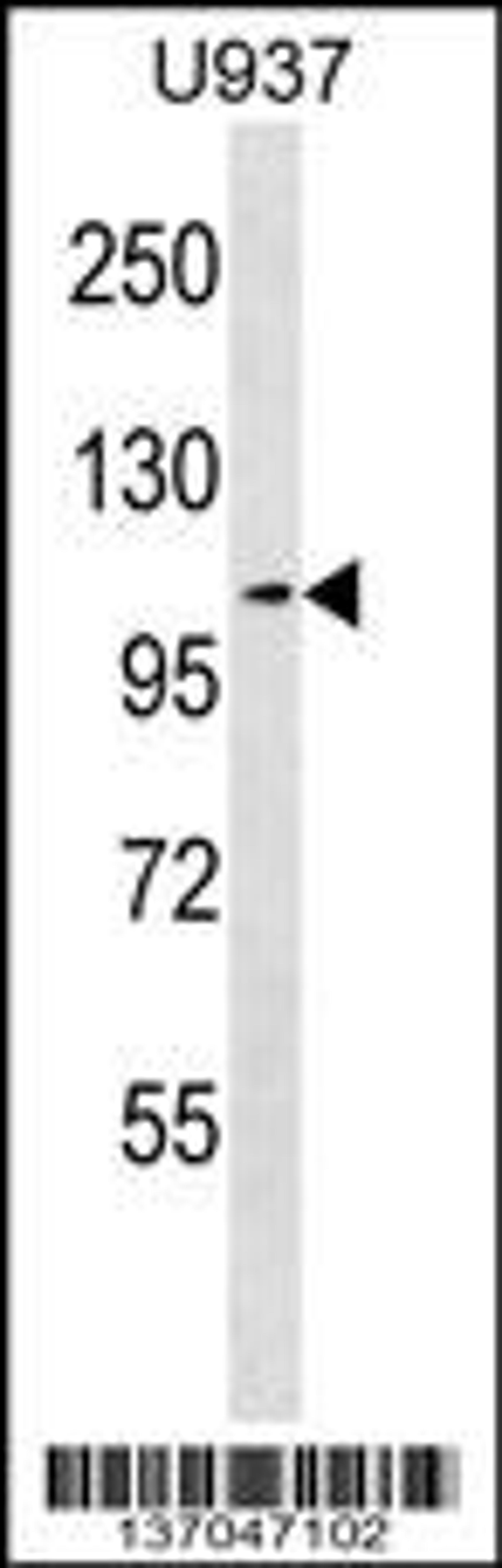 Western blot analysis in U937 cell line lysates (35ug/lane).