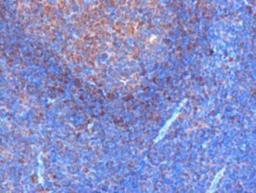 Immunohistochemistry-Paraffin: GRB2 Antibody [NB100-866] - Analysis of human tonsil. Microwaved antigen retrieval with citrate buffer pH6, HRP-staining.