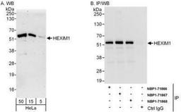 Western Blot: HEXIM1 Antibody [NBP1-71867] - Whole cell lysate (5, 15 and 50 mcg for WB; 1 mg for IP, 20% of IP loaded) from HeLa cells.  Affinity purified rabbit anti-HEXIM1 antibody used for WB at 0.04 mcg/ml (A) and 1 mcg/ml (B) and used for IP at 6 mcg/mg lysate.  HEXIM1 was also immunoprecipitated by rabbit anti-HEXIM1 antibodies NBP1-71866 and NBP1-71868, which recognize other epitopes.