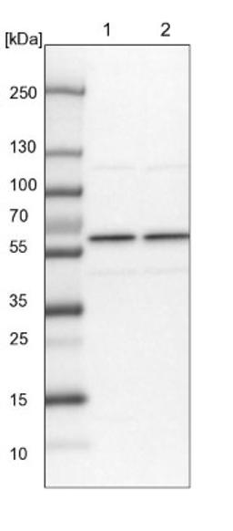 Western Blot: SF3A3 Antibody [NBP1-87212] - Lane 1: NIH-3T3 cell lysate (Mouse embryonic fibroblast cells)<br/>Lane 2: NBT-II cell lysate (Rat Wistar bladder tumour cells)