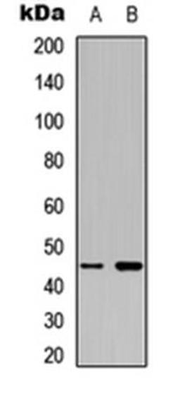 Western blot analysis of HepG2 (Lane1), NIH3T3 (Lane2) whole cell using MKK1 antibody