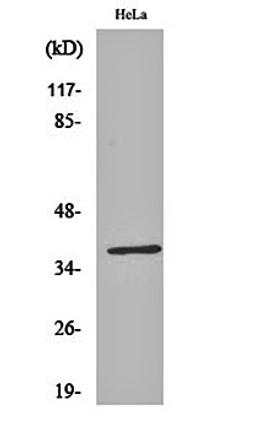 Western blot analysis of Hela cell lysates using ERdj3 antibody