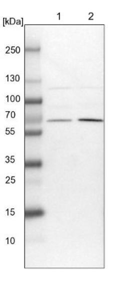 Western Blot: UBXD2 Antibody [NBP1-92560] - Lane 1: NIH-3T3 cell lysate (Mouse embryonic fibroblast cells)<br/>Lane 2: NBT-II cell lysate (Rat Wistar bladder tumour cells)