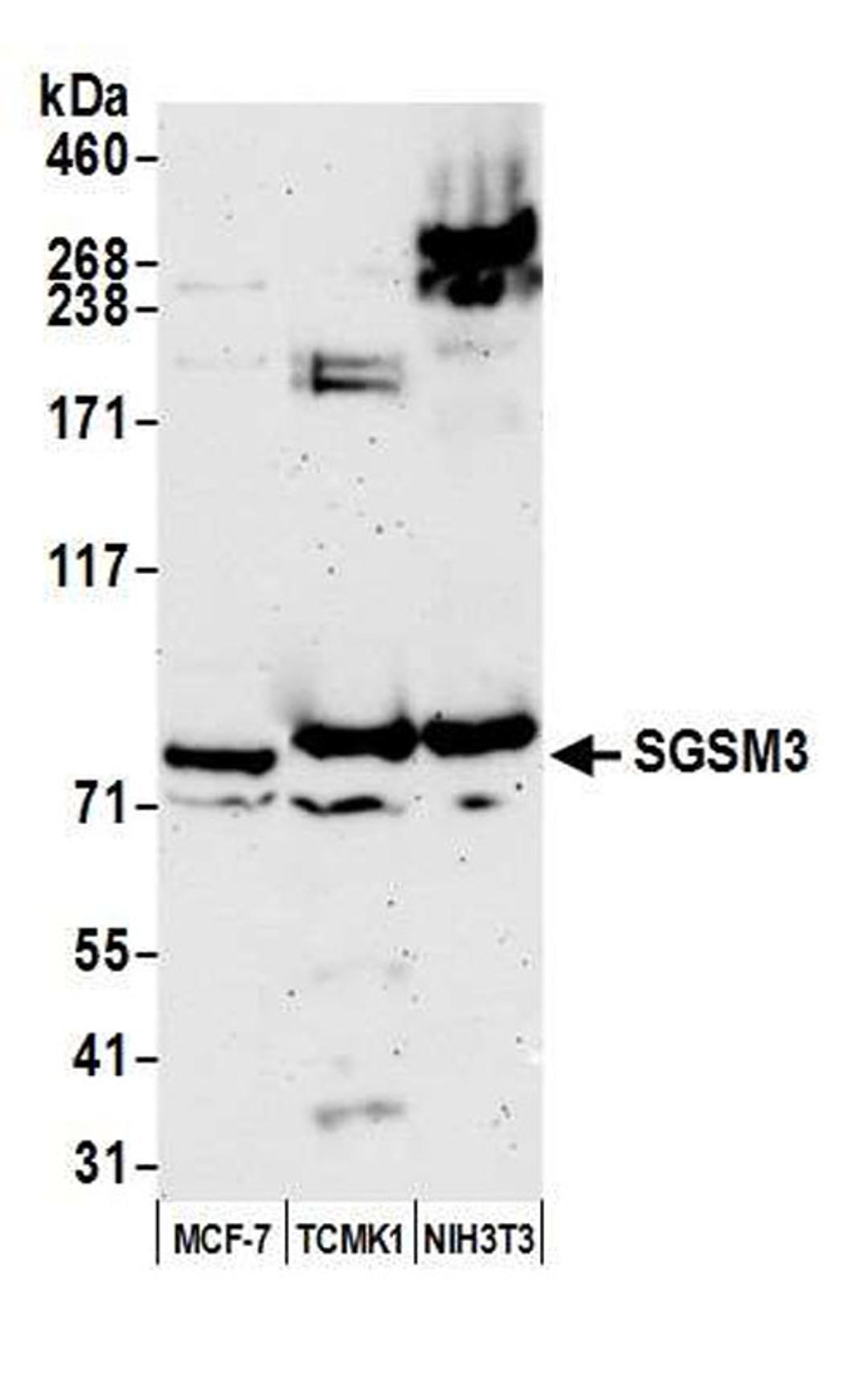 Detection of human and mouse SGSM3 by WB.