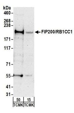 Detection of mouse FIP200/RB1CC1 by western blot.