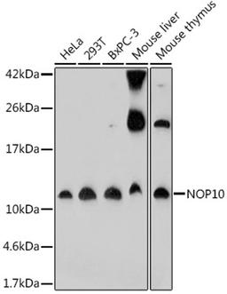 Western blot - NOP10 antibody (A18250)