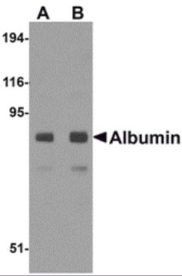 Western blot analysis of Albumin in mouse liver tissue lysate with Albumin antibody at (A) 1 and (B) 2 &#956;g/mL.