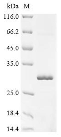 (Tris-Glycine gel) Discontinuous SDS-PAGE (reduced) with 5% enrichment gel and 15% separation gel.