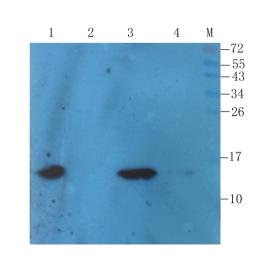 Western blot analysis of rat liver (lane 1), rat thyroid (lane 2), rat kidney (lane 3), mouse adipocyte (lane 4) using Transthyretin antibody (1 ug/ml)