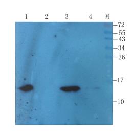 Western blot analysis of rat liver (lane 1), rat thyroid (lane 2), rat kidney (lane 3), mouse adipocyte (lane 4) using Transthyretin antibody (1 ug/ml)