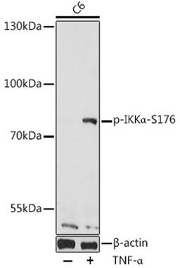 Western blot - Phospho-IKKa-S176 antibody (AP0505)