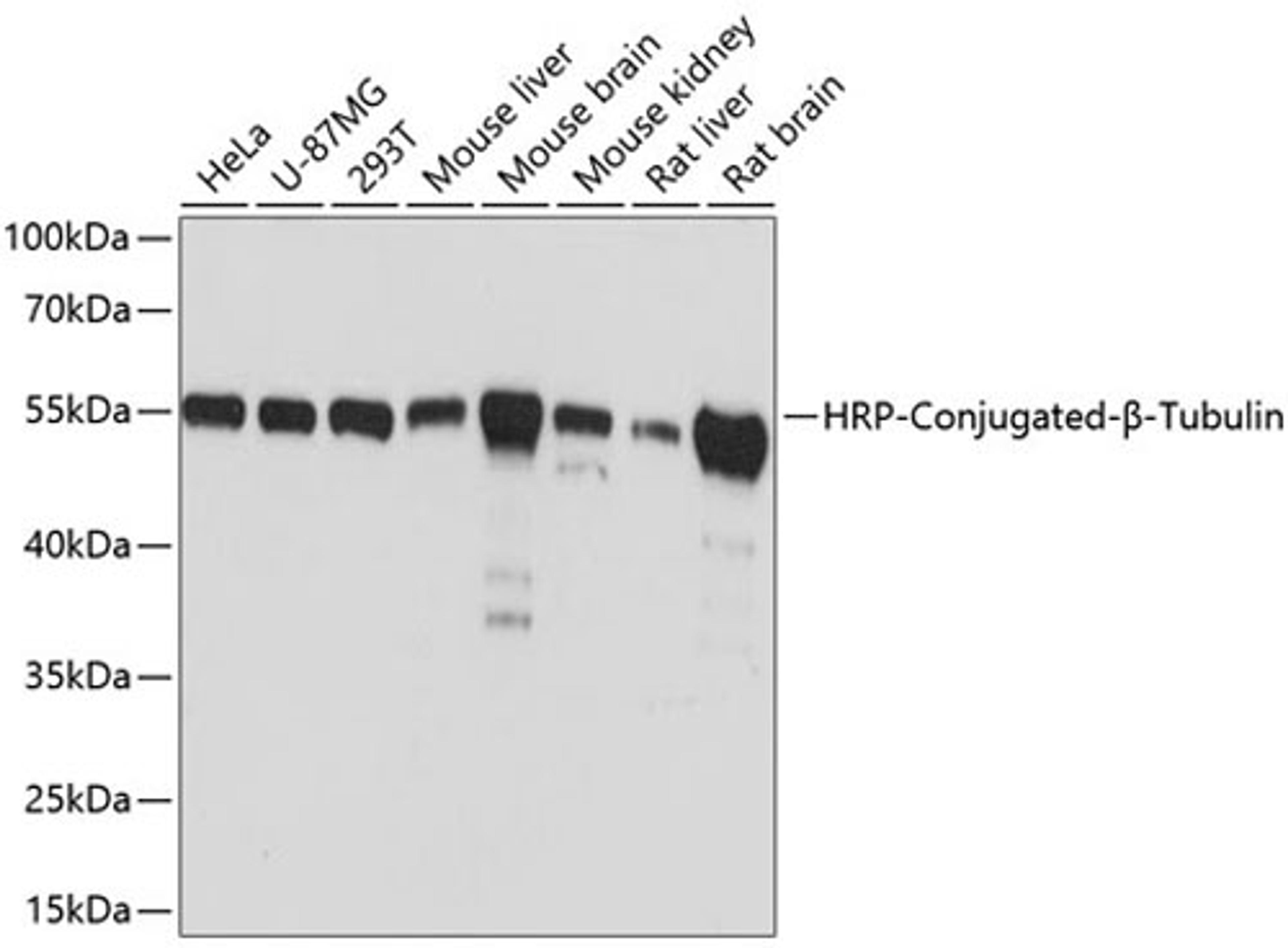 Western blot - HRP-Conjugated-ß-Tubulin antibody (AC030)