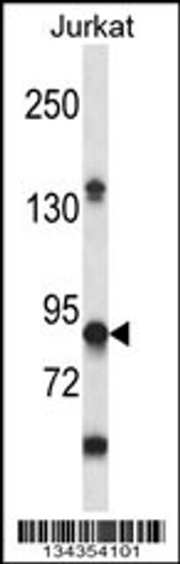 Western blot analysis in Jurkat cell line lysates (35ug/lane).