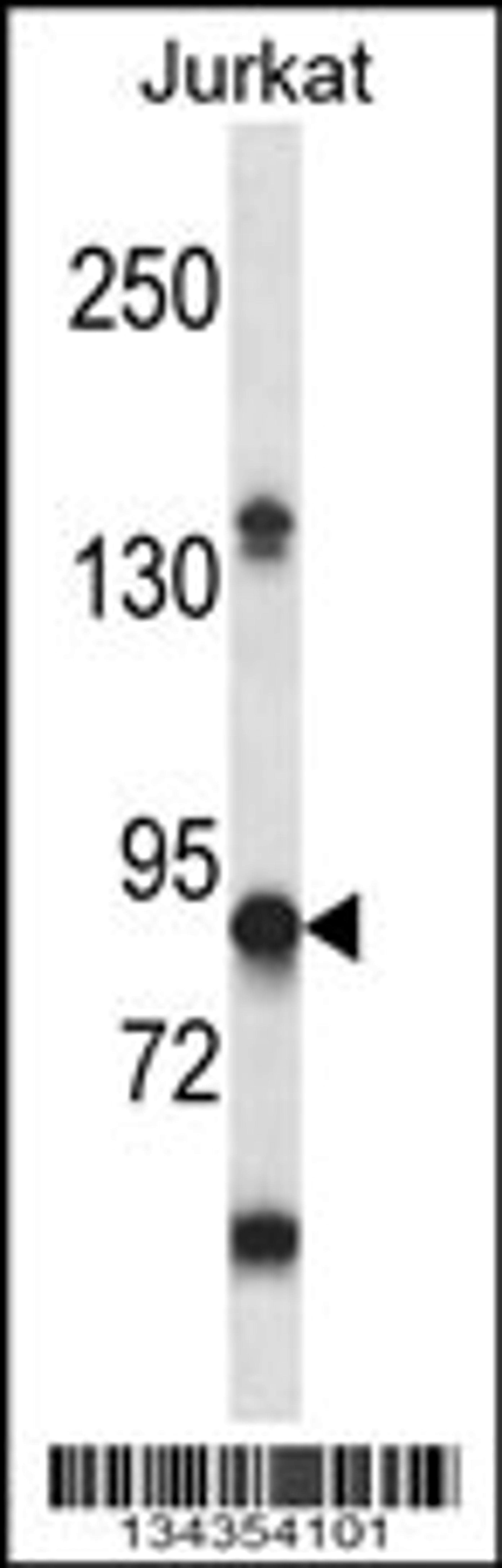 Western blot analysis in Jurkat cell line lysates (35ug/lane).