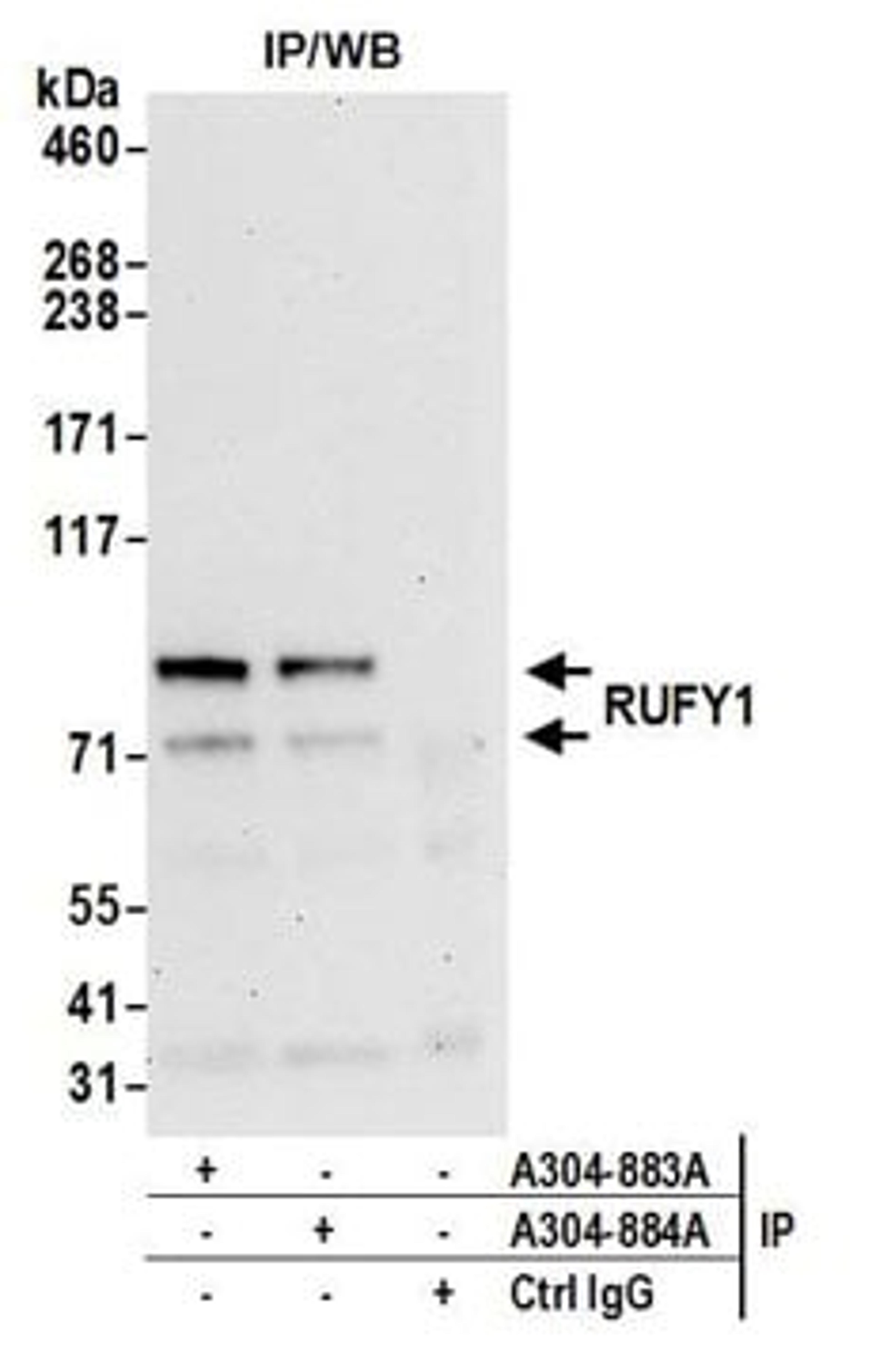 Detection of human RUFY1 by western blot of immunoprecipitates.