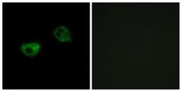 Immunocytochemistry/Immunofluorescence: Melatonin R1A/MT1/MTNR1A Antibody [NBP1-71113] - Analysis of HepG2 cells, using Melatonin  R1A/MT1/MTNR1A  Antibody. The picture on the right is treated with the synthesized peptide.