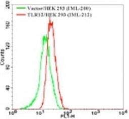 Flow (Intracellular): TLR12 Antibody [NBP2-24833] - Analysis using the FITC conjugate of NBP2-24833. Staining of TLR12 in the TLR12 table cell line using this antibody at 1 ug/10^6 cells (green represents vector control, red represents TLR12 antibody).