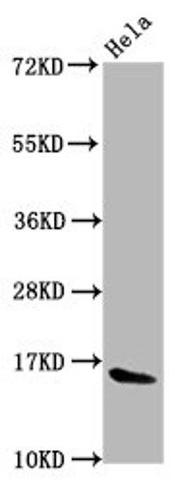 Western Blot. Positive WB detected in: Hela whole cell lysate. All lanes: HIST1H3A antibody at 0.61µg/ml. Secondary. Goat polyclonal to rabbit IgG at 1/50000 dilution. Predicted band size: 16 kDa. Observed band size: 16 kDa