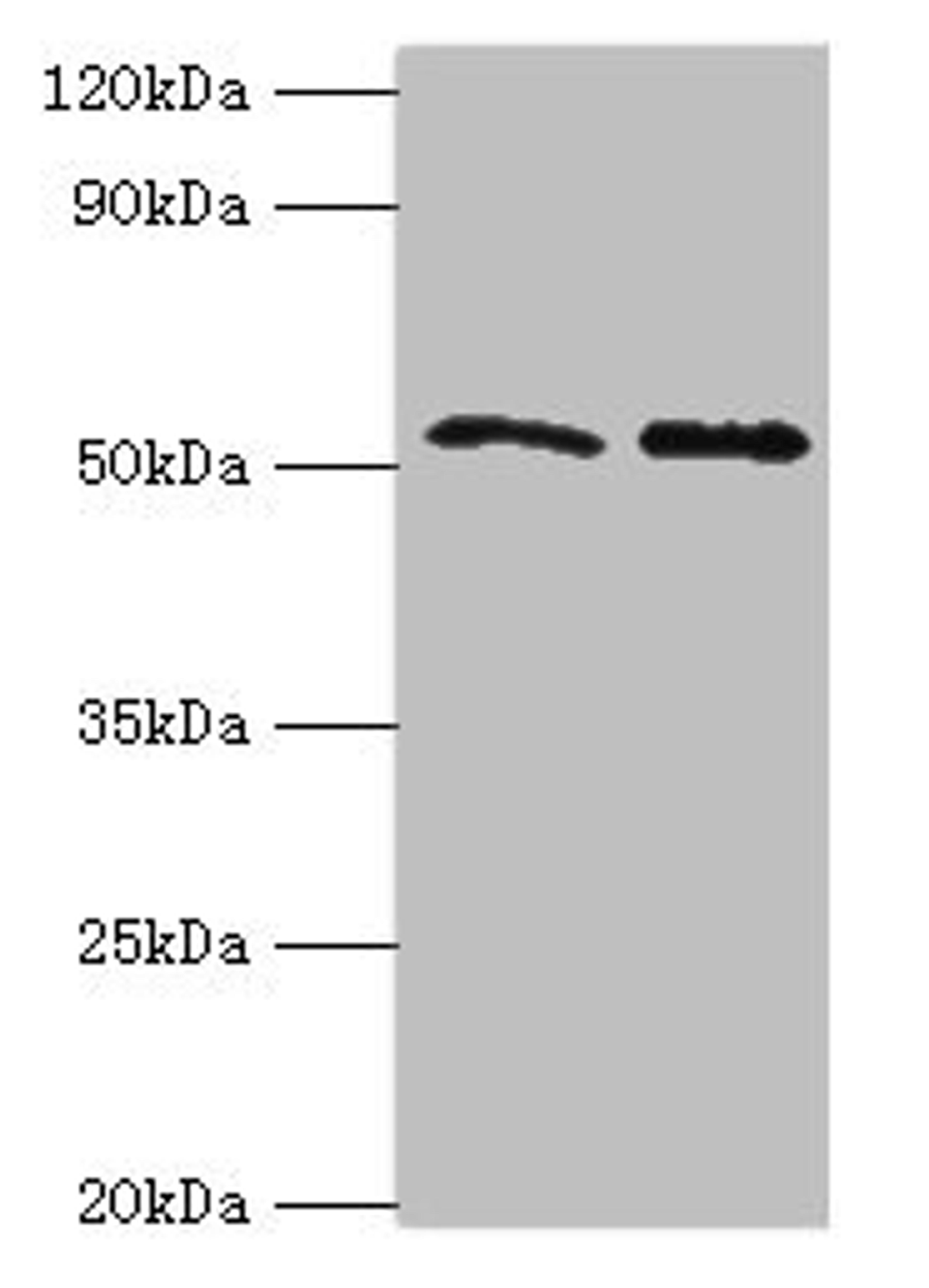 Western blot. All lanes: GOPC antibody at 4ug/ml. Lane 1: K562 whole cell lysate. Lane 2: HepG2 whole cell lysate. Secondary. Goat polyclonal to rabbit IgG at 1/10000 dilution. Predicted band size: 51, 50, 36 kDa. Observed band size: 51 kDa. 